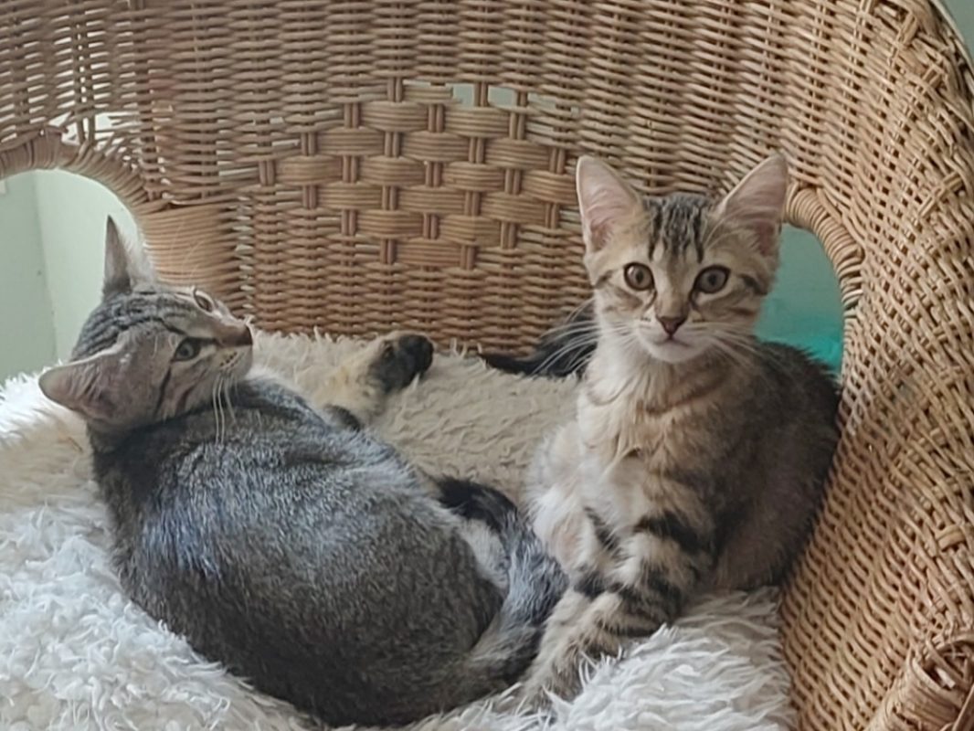 Daphnee - Chat Européen à adopter - photo 2