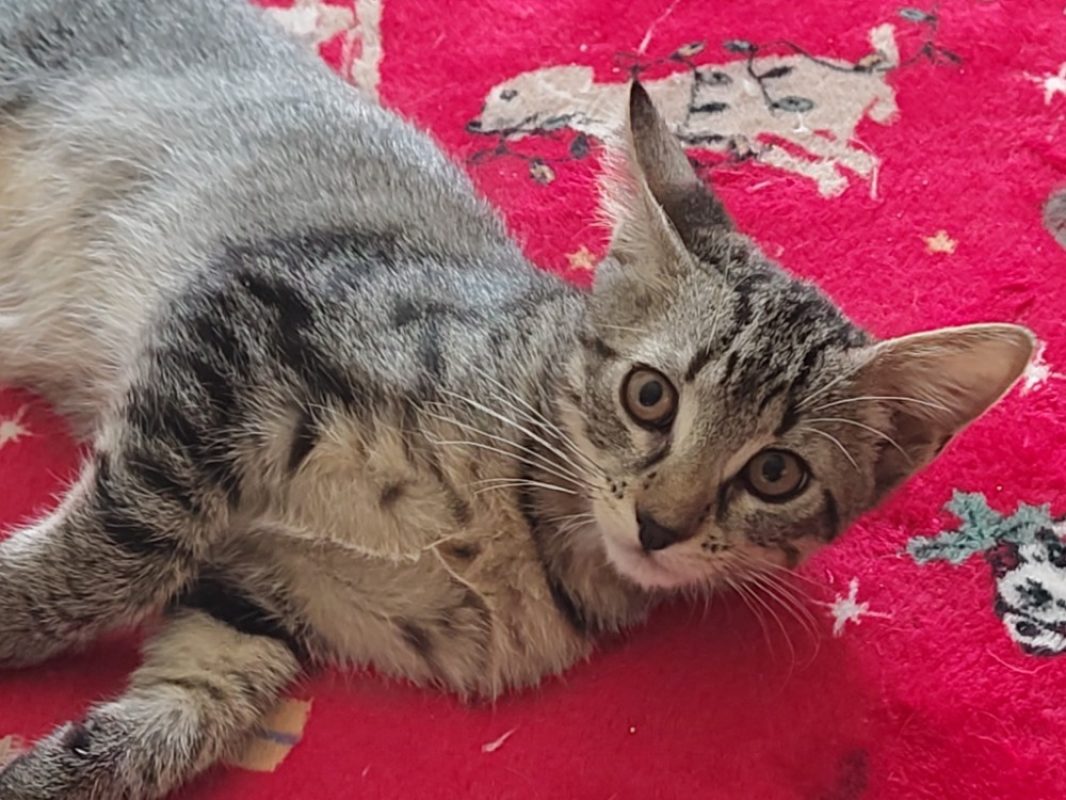 Colin - Chat Européen à adopter