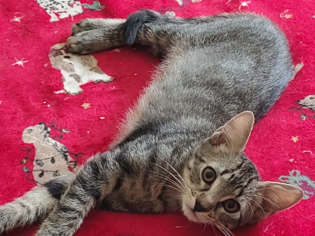 Colin - Chat Européen à adopter - photo 2