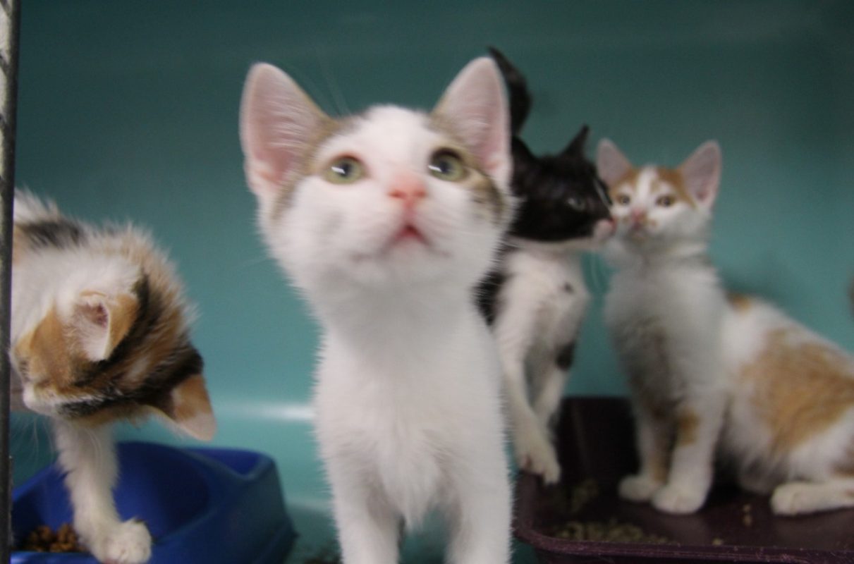 Mac - Chat Européen à adopter