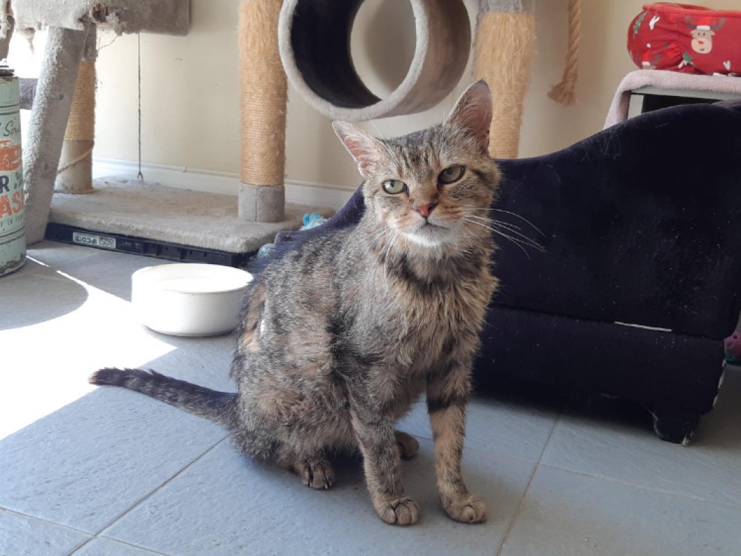 Coquine - Chat Européen à adopter
