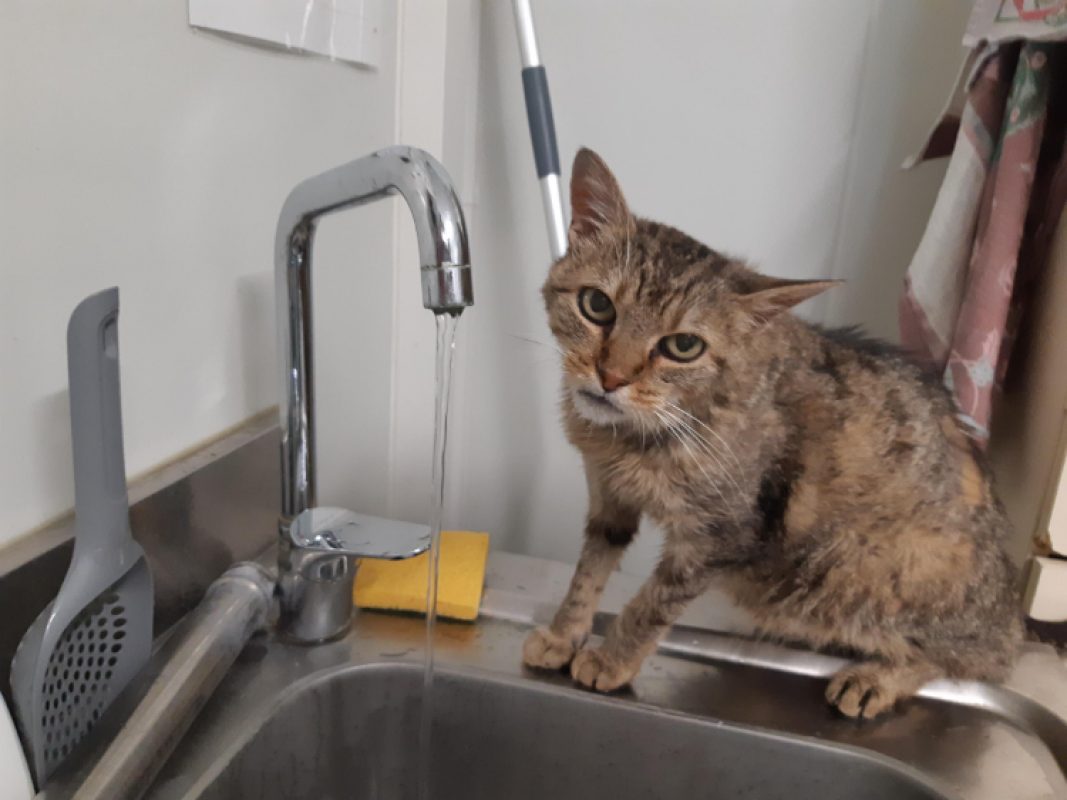 Coquine - Chat Européen à adopter - photo 2