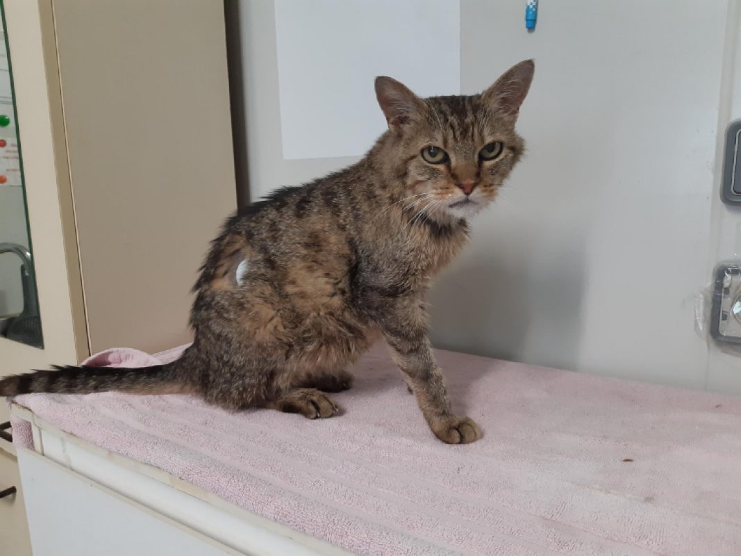 Coquine - Chat Européen à adopter - photo 3