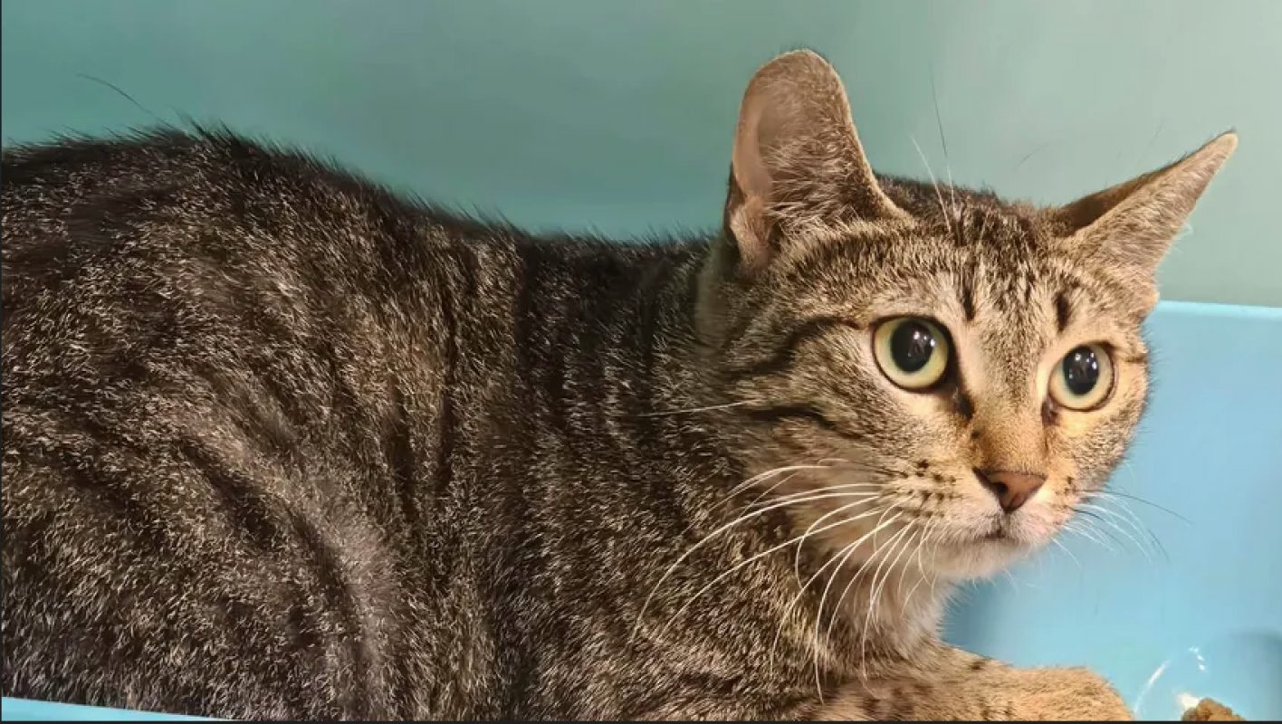 Mulan - Chat Européen à adopter
