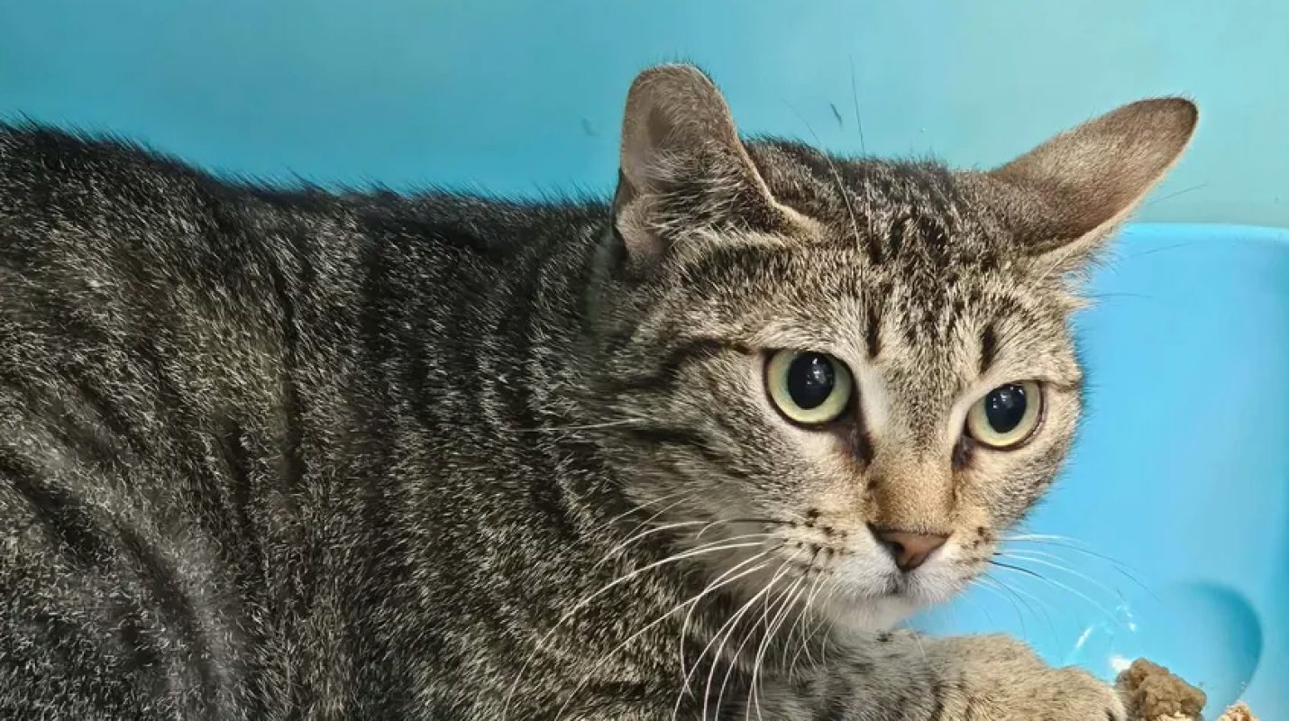 Mulan - Chat Européen à adopter - photo 2