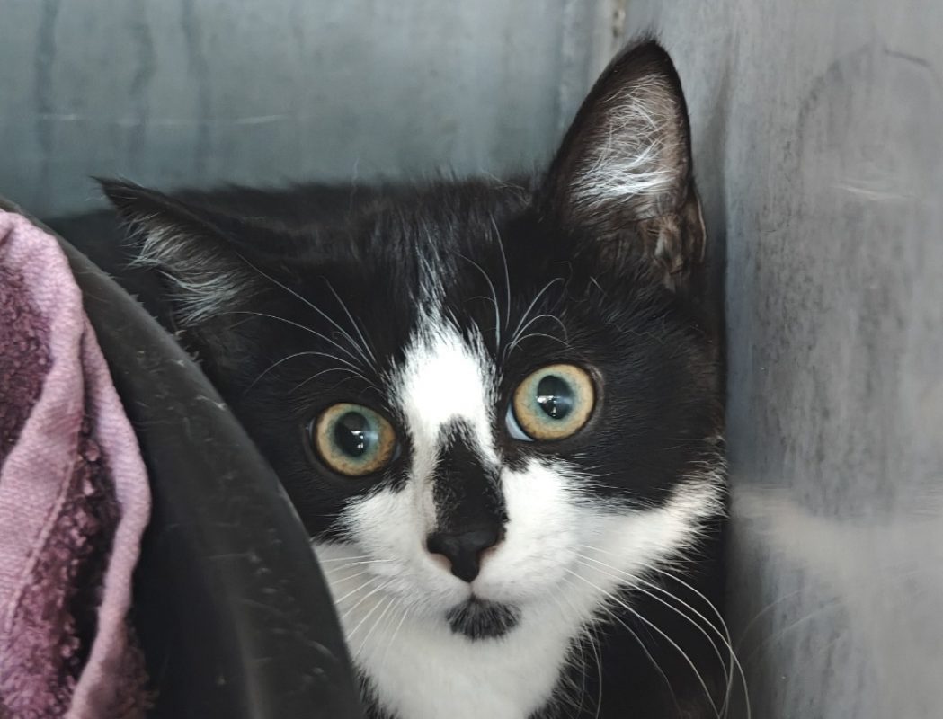 Zigoto - Chat Européen à adopter