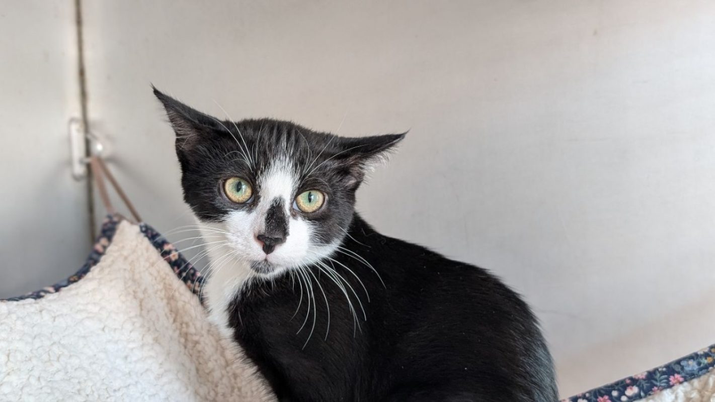 Zigoto - Chat Européen à adopter