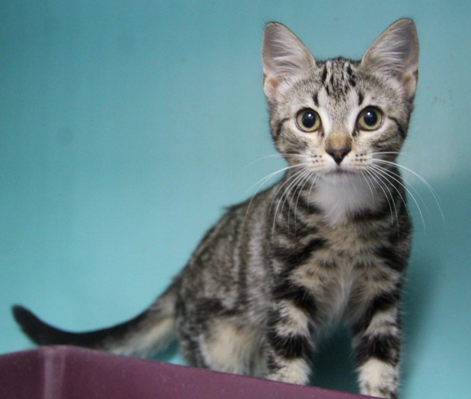 Mac - Chat Européen à adopter