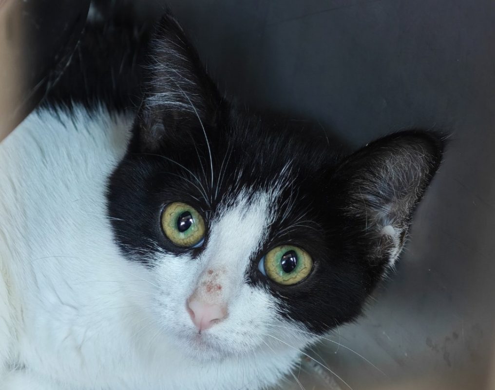 Zinzinette - Chat Européen à adopter