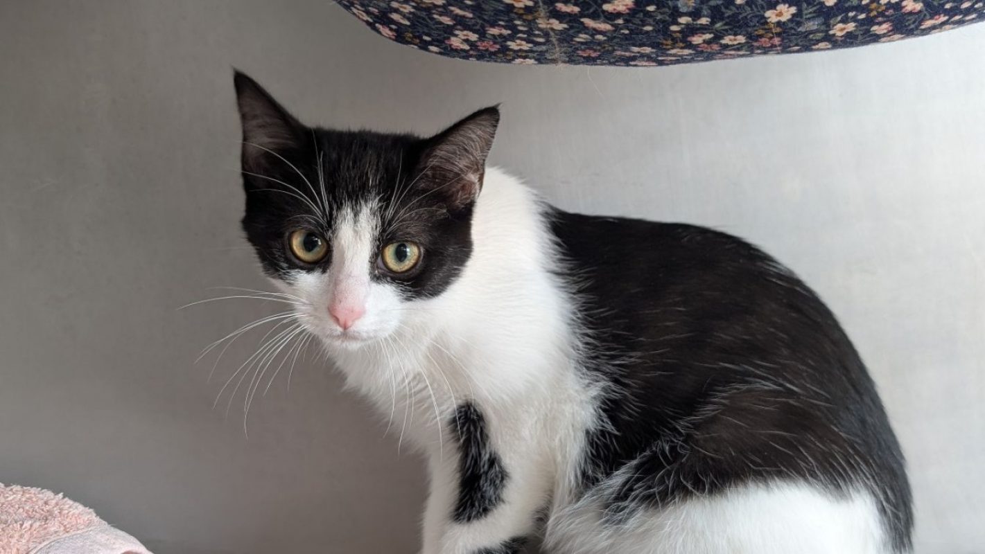 Zinzinette - Chat Européen à adopter
