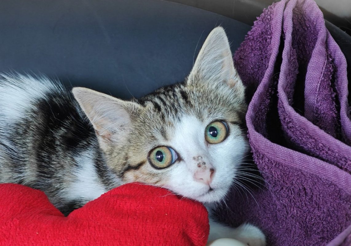 Fada - Chat Européen à adopter