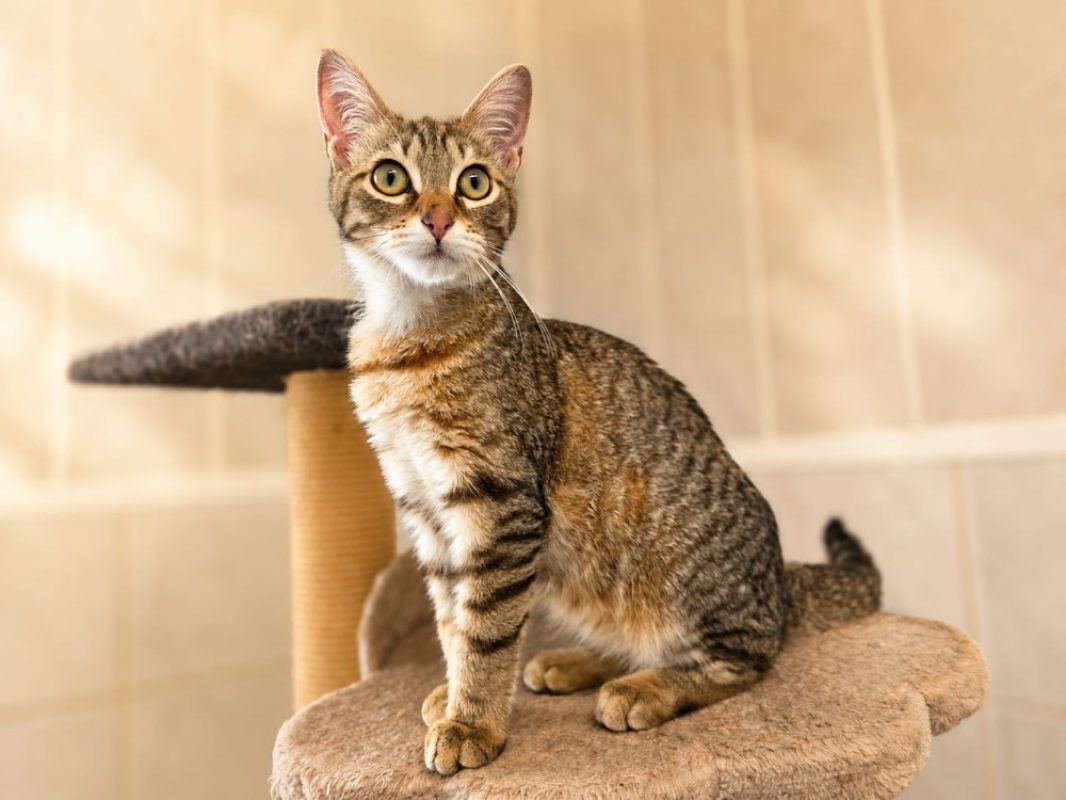 Iceberg - Chat Européen à adopter