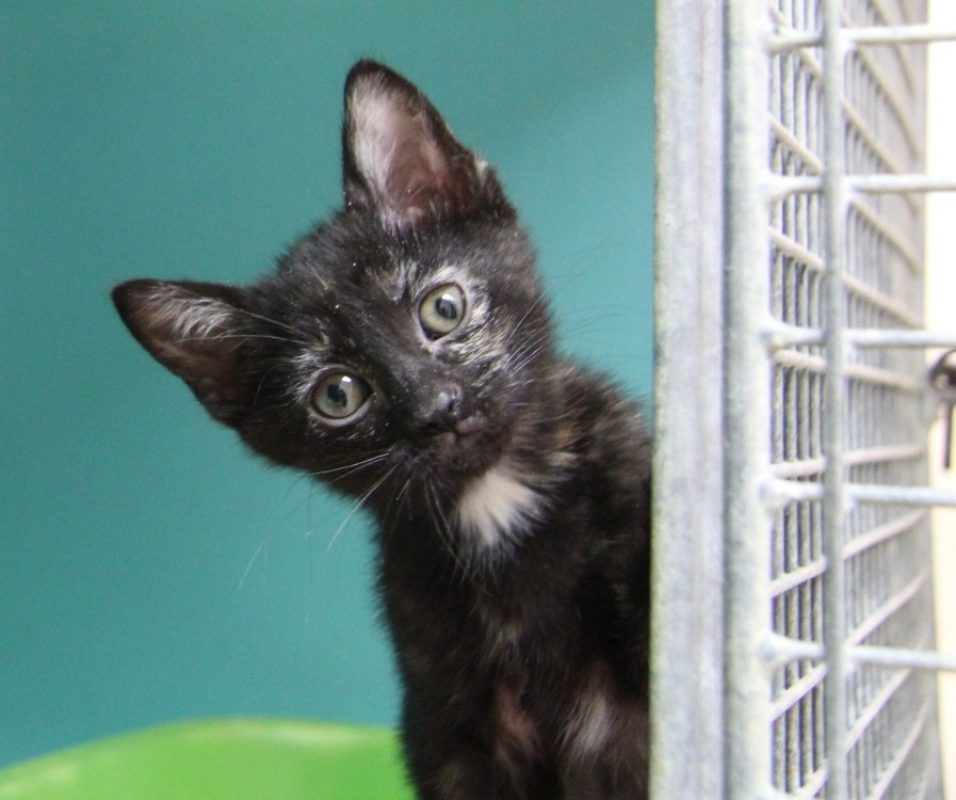 Amelia - Chat Européen à adopter