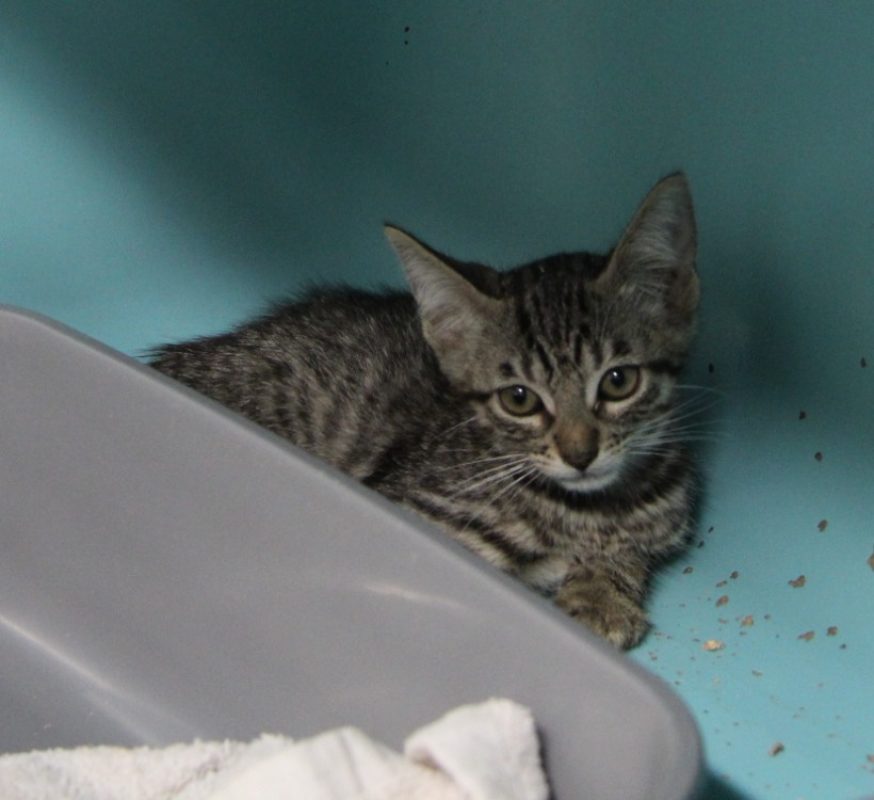 Mac - Chat Européen à adopter