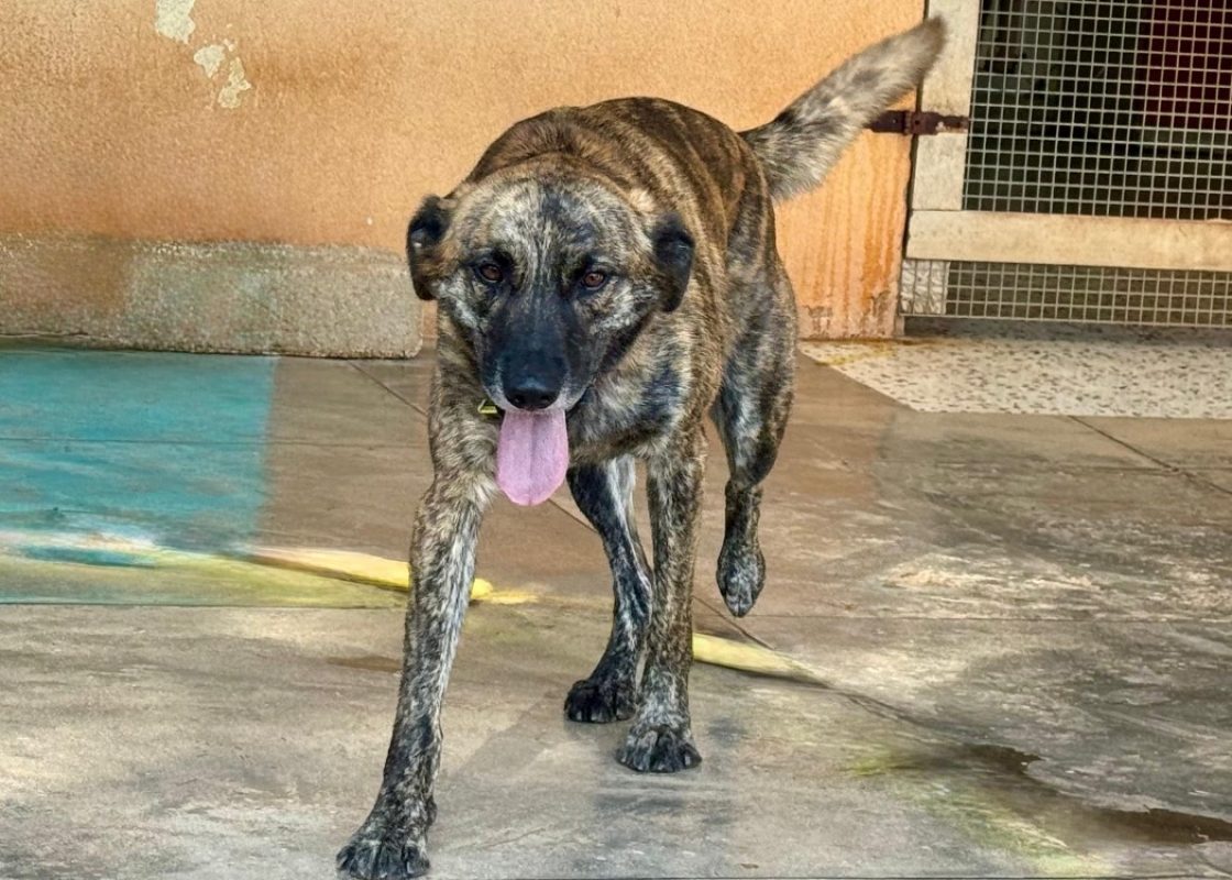 Seven - Chien à adopter