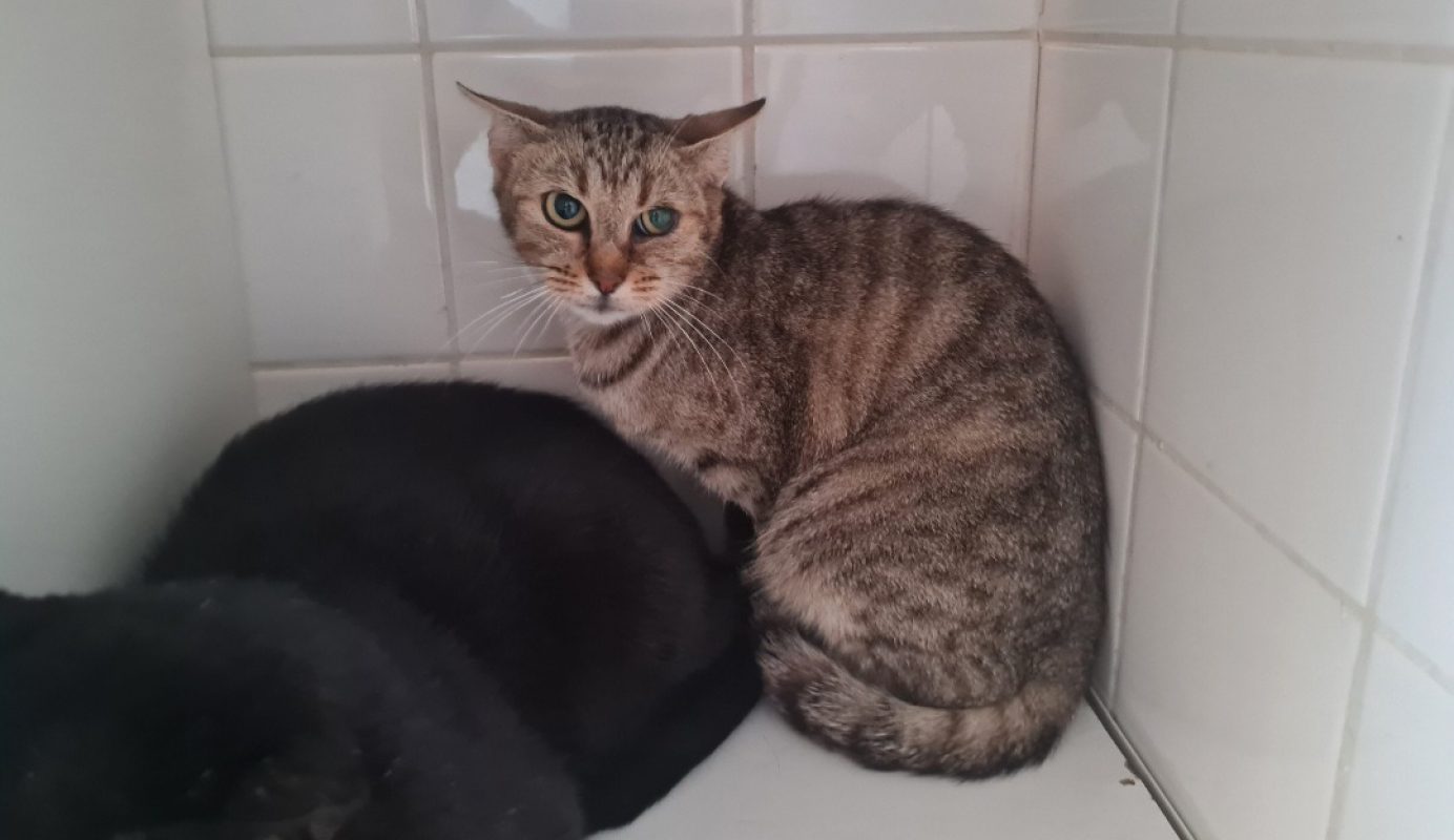 Alba - Chat Européen à adopter
