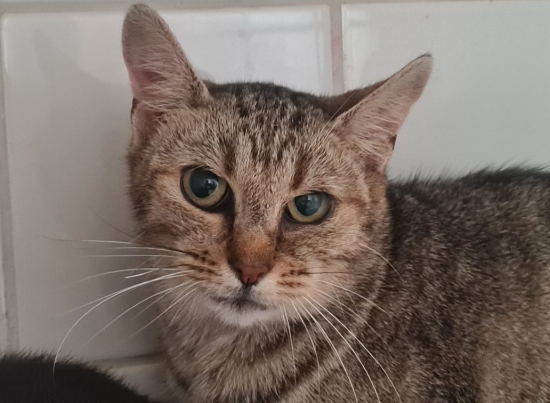 Alba - Chat Européen à adopter - photo 2