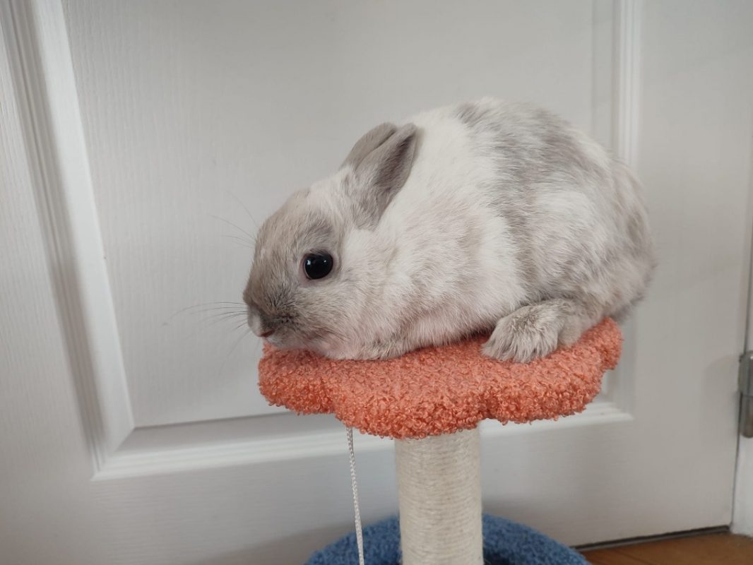 Yuki - Rongeur Lapin à adopter