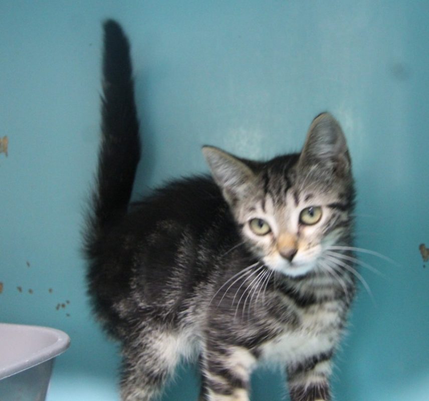 Mac - Chat Européen à adopter