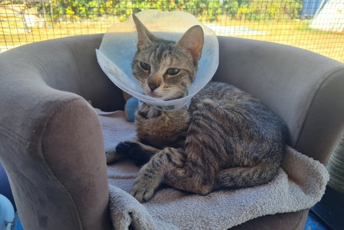 Nelsona - Chat Européen à adopter