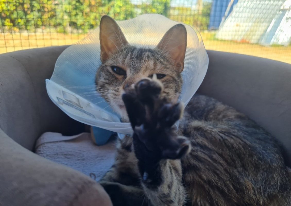 Nelsona - Chat Européen à adopter - photo 2