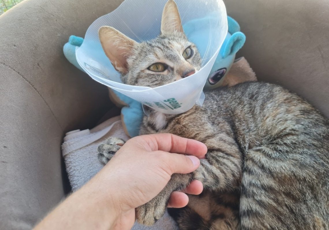 Nelsona - Chat Européen à adopter - photo 3