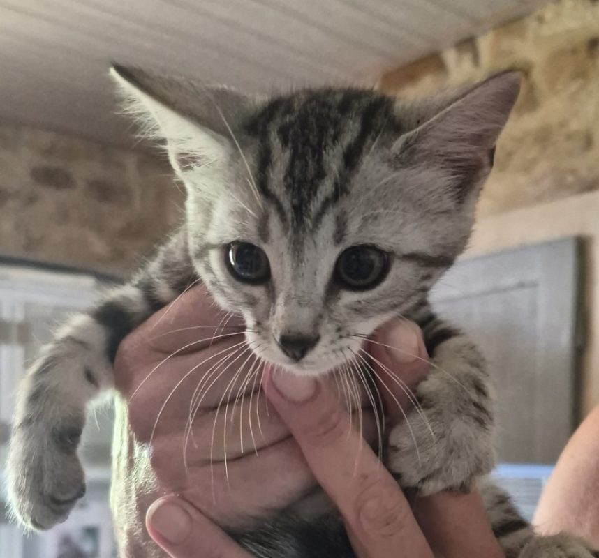 Bowie - Chat Européen à adopter