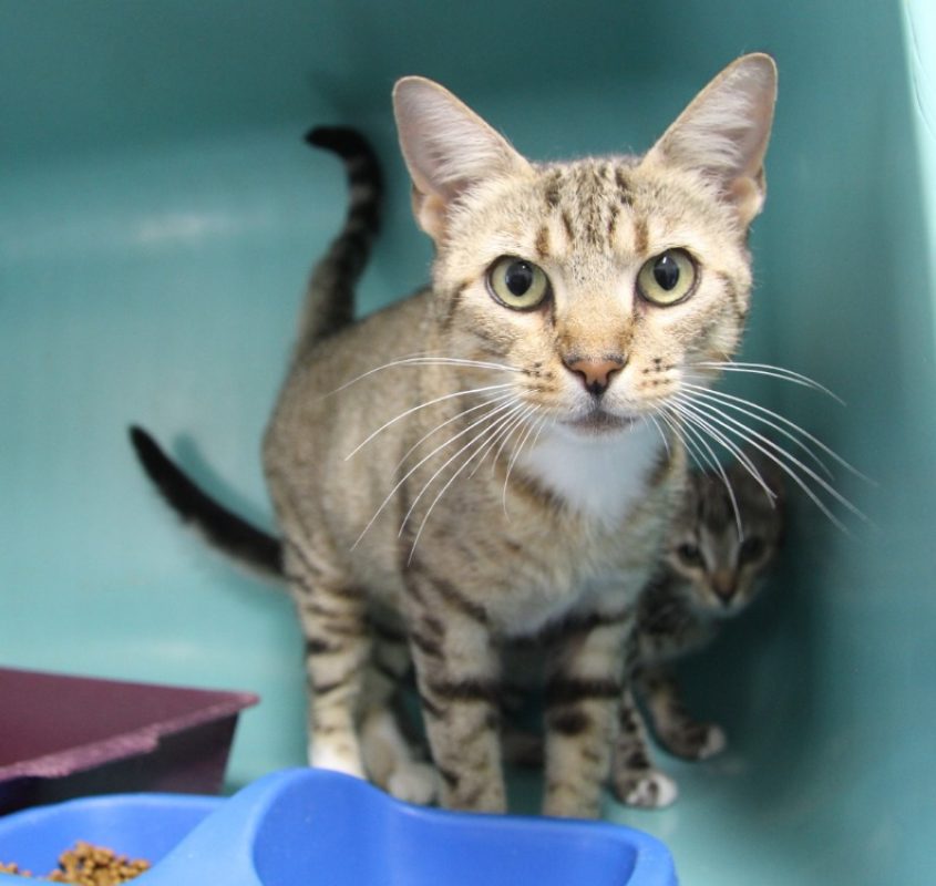 Mac - Chat Européen à adopter