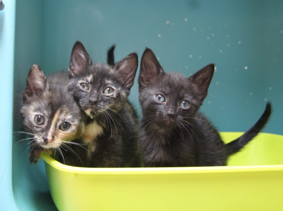 Victoria - Chat Européen à adopter