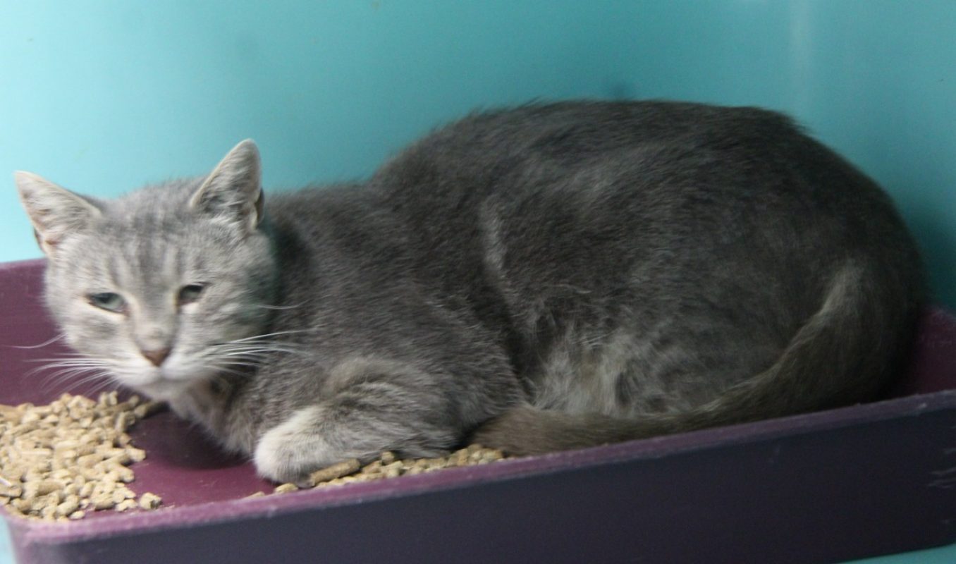 Gargouille - Chat Européen à adopter