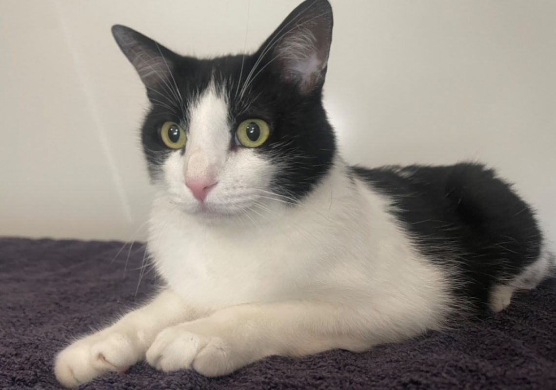 Romuald - Chat Européen à adopter