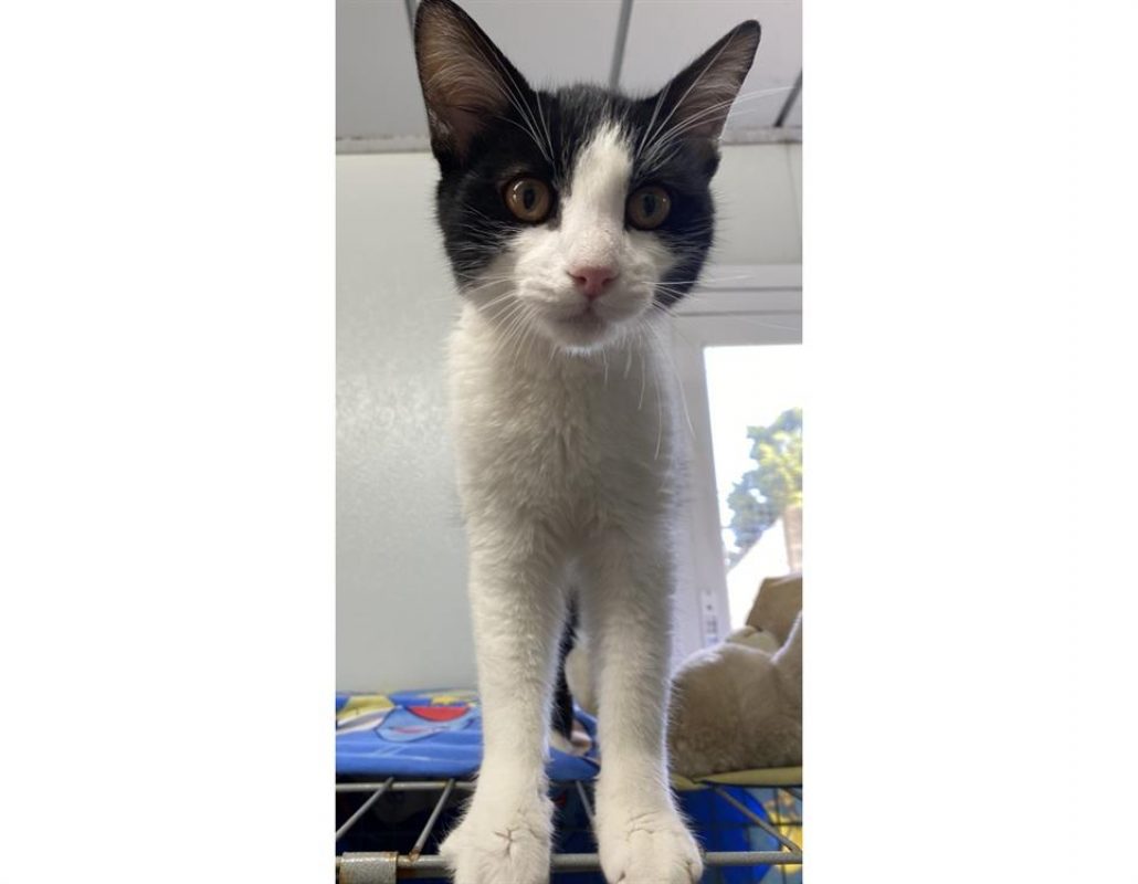 Romuald - Chat Européen à adopter - photo 2