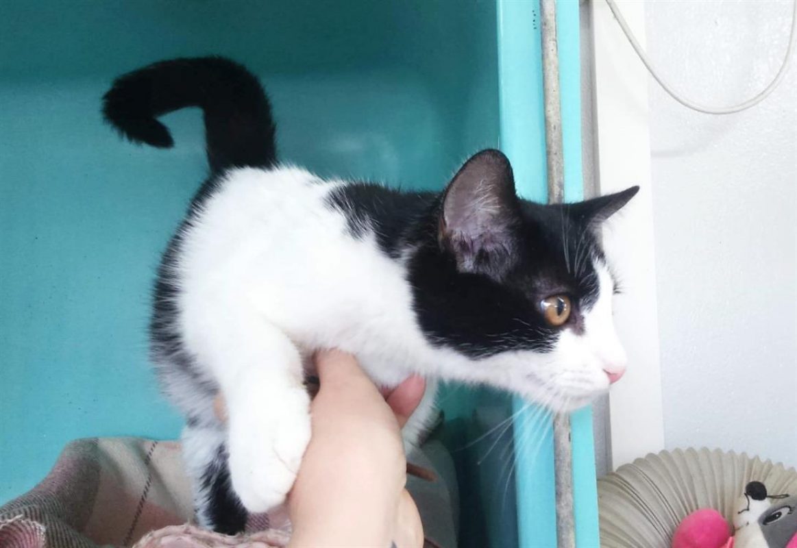 Romuald - Chat Européen à adopter - photo 3