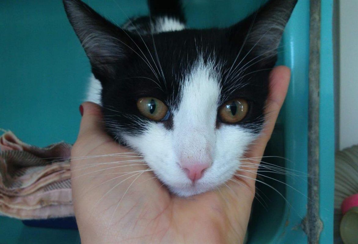 Romuald - Chat Européen à adopter - photo 4