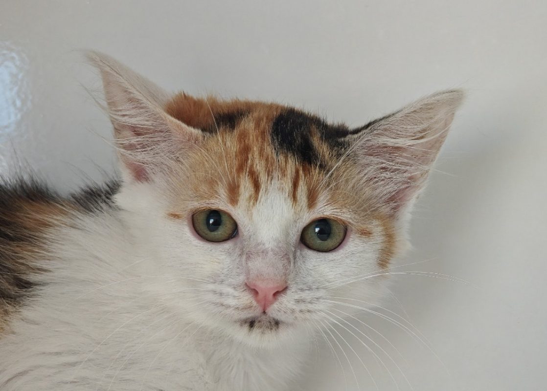Popeline - Chat Européen à adopter