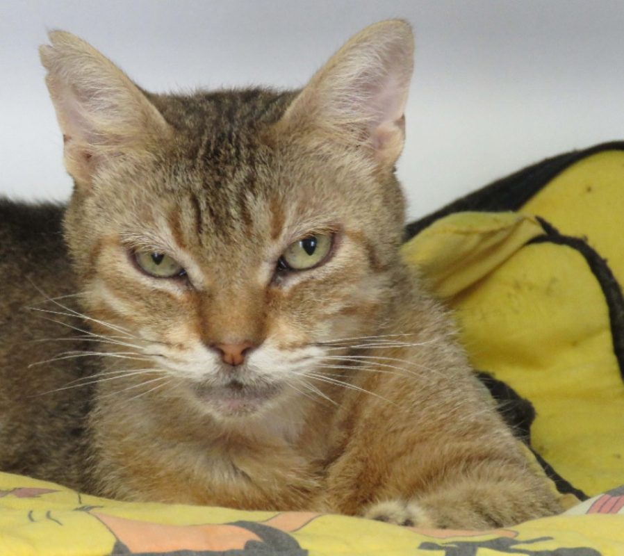 Pacifique - Chat Européen à adopter