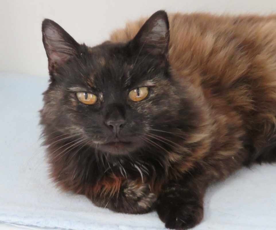 Etel - Chat Européen à adopter