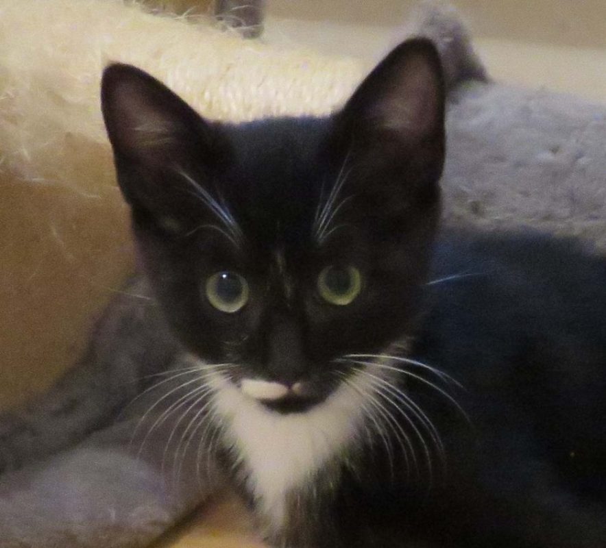 Terrou - Chat Européen à adopter
