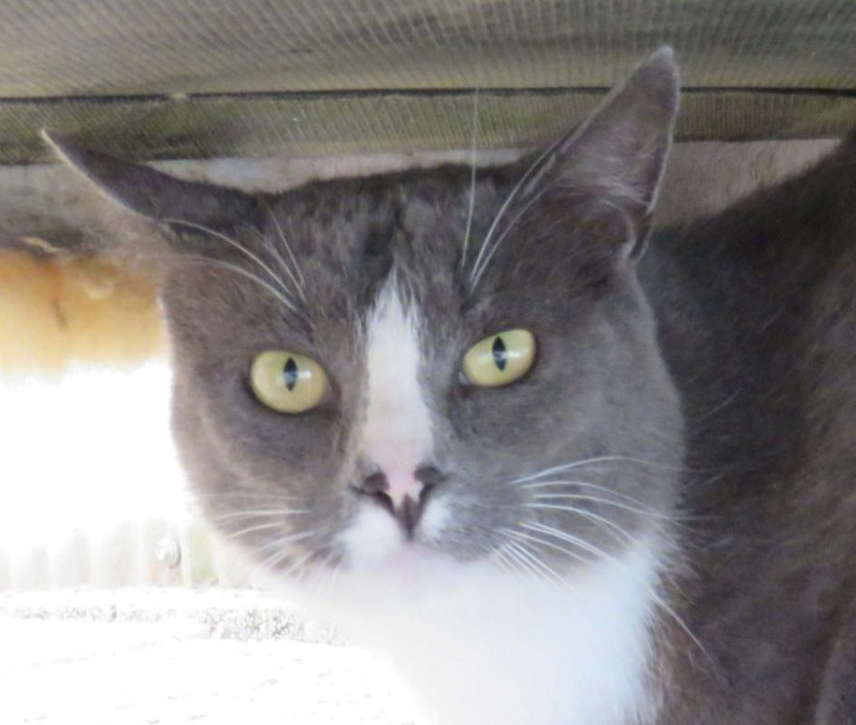 Meyronne - Chat Européen à adopter