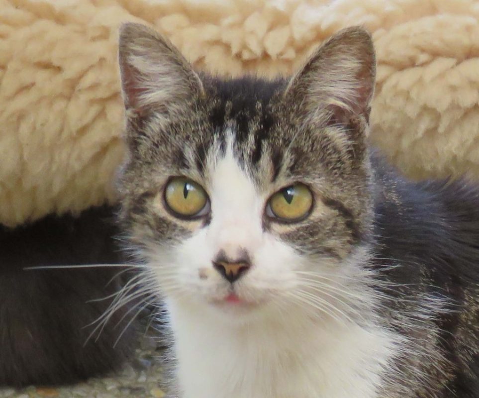 Croisti - Chat Européen à adopter