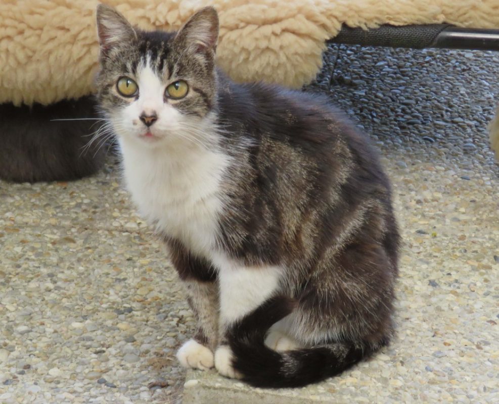 Croisti - Chat Européen à adopter - photo 2
