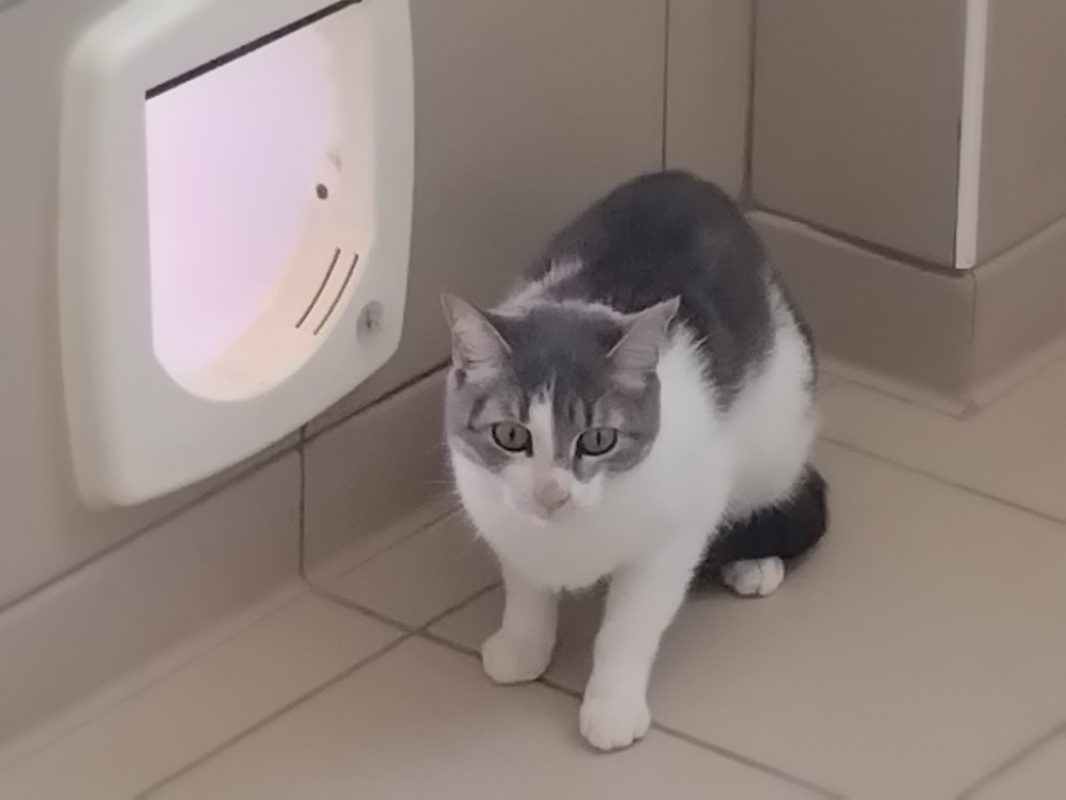 Naya - Chat Européen à adopter