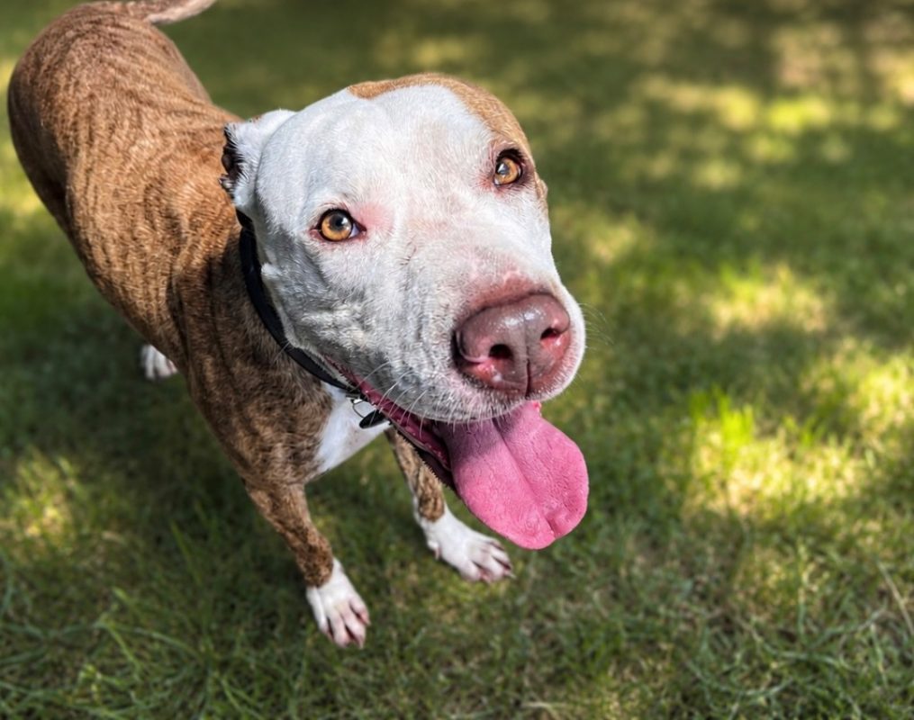 Tchalla - Chien American Bully à adopter