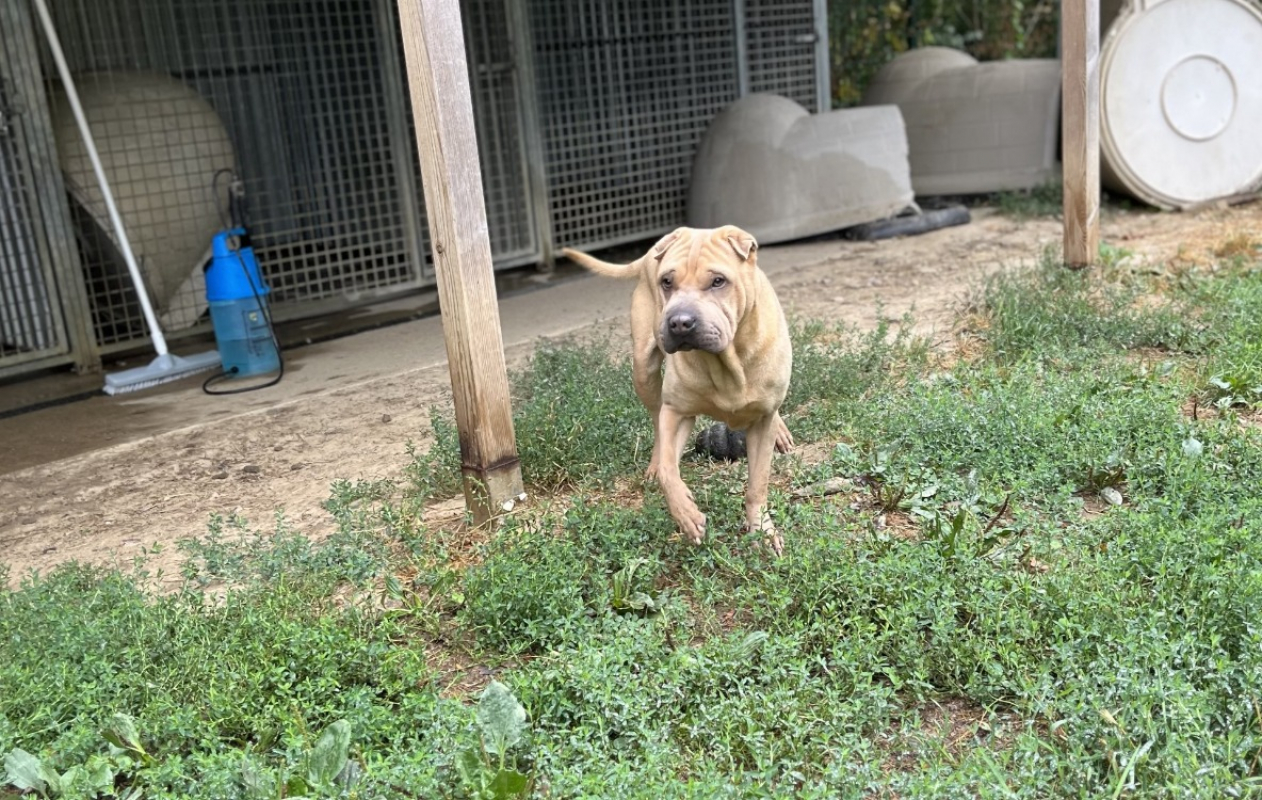 Photo #1 de Bourricot