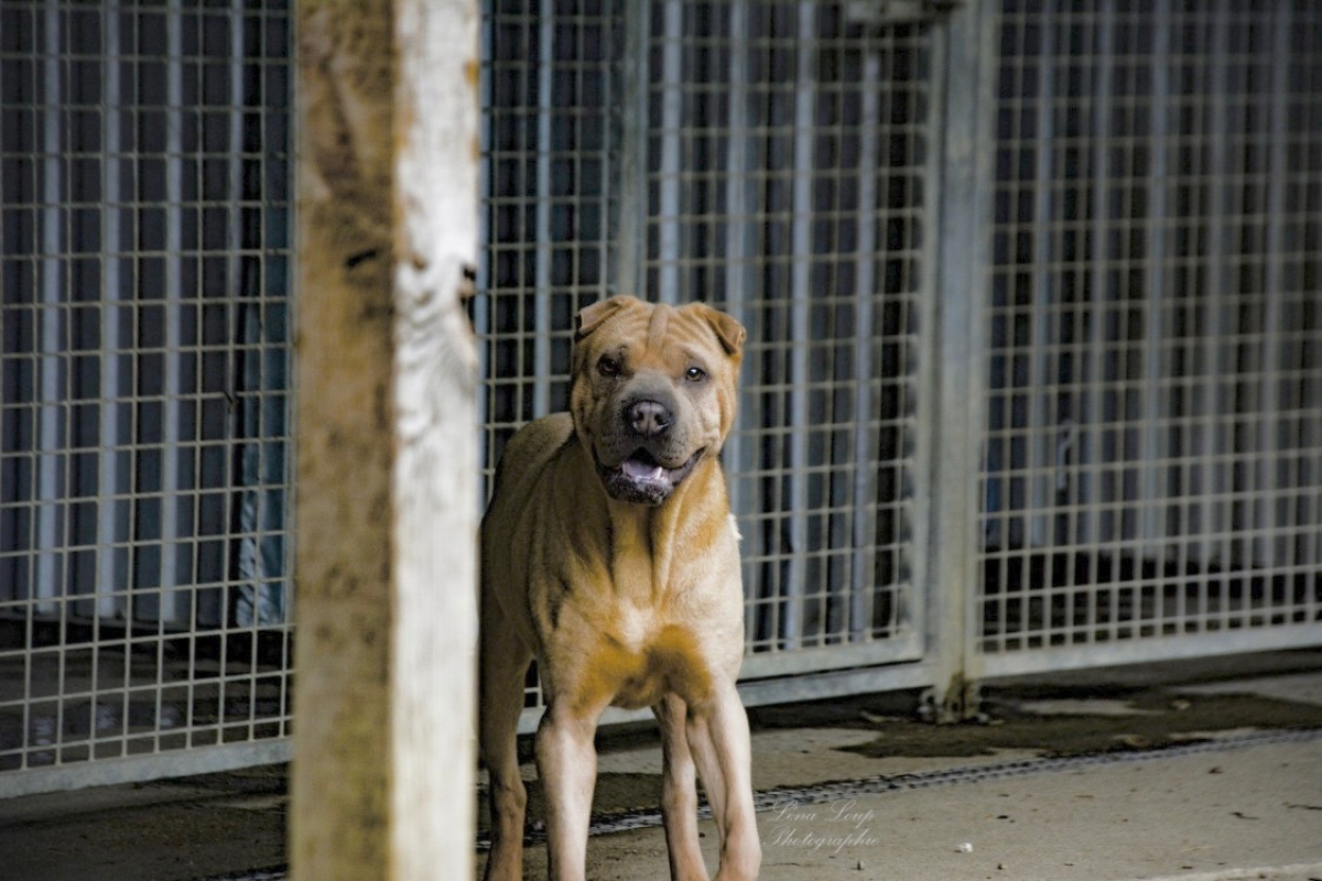 Photo #3 de Bourricot