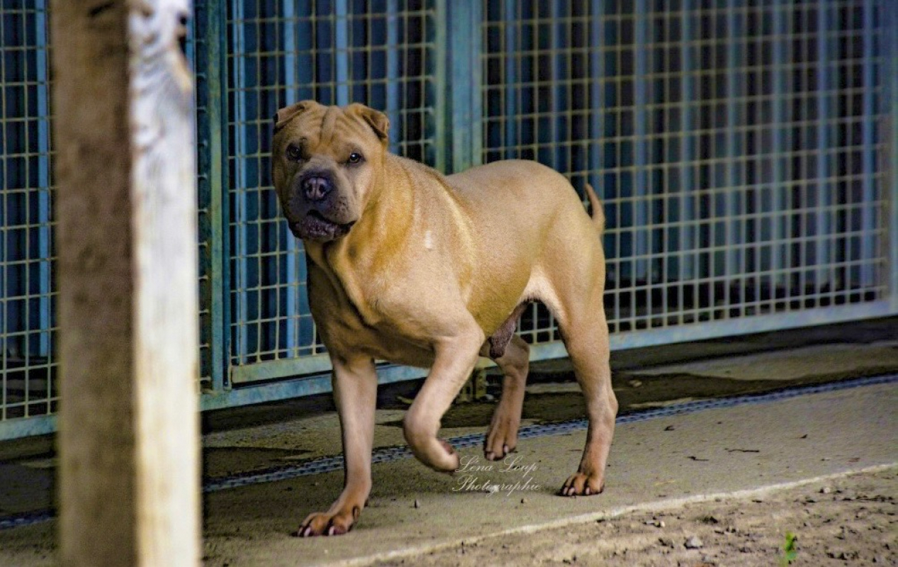 Photo #6 de Bourricot