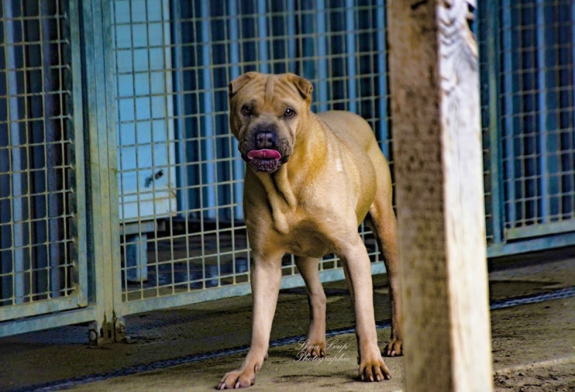 Photo #7 de Bourricot