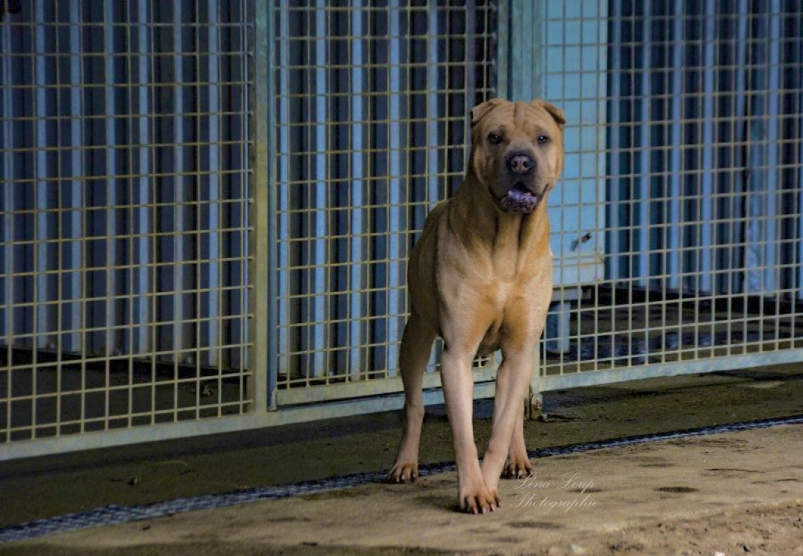 Photo #4 de Bourricot