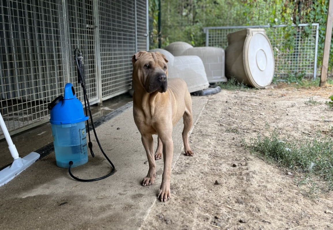 Photo #6 de Bourricot