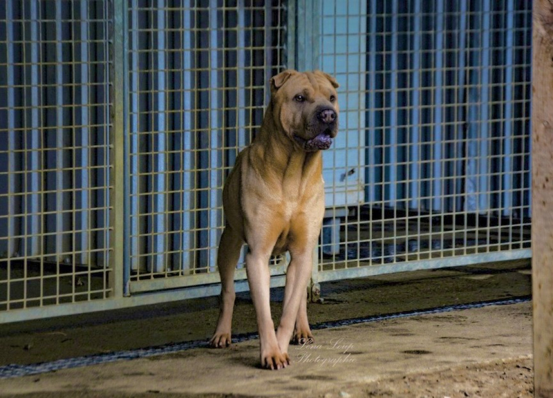 Photo #7 de Bourricot